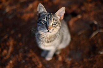 Gatto Rinchiuso Senza Acqua Nc3A9