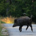 Giovane Motociclista Ferito Dopo Lo Scontro Con Un Cinghiale Sulla Statale 90 Delle Puglie Vicino Ad Ariano Irpino