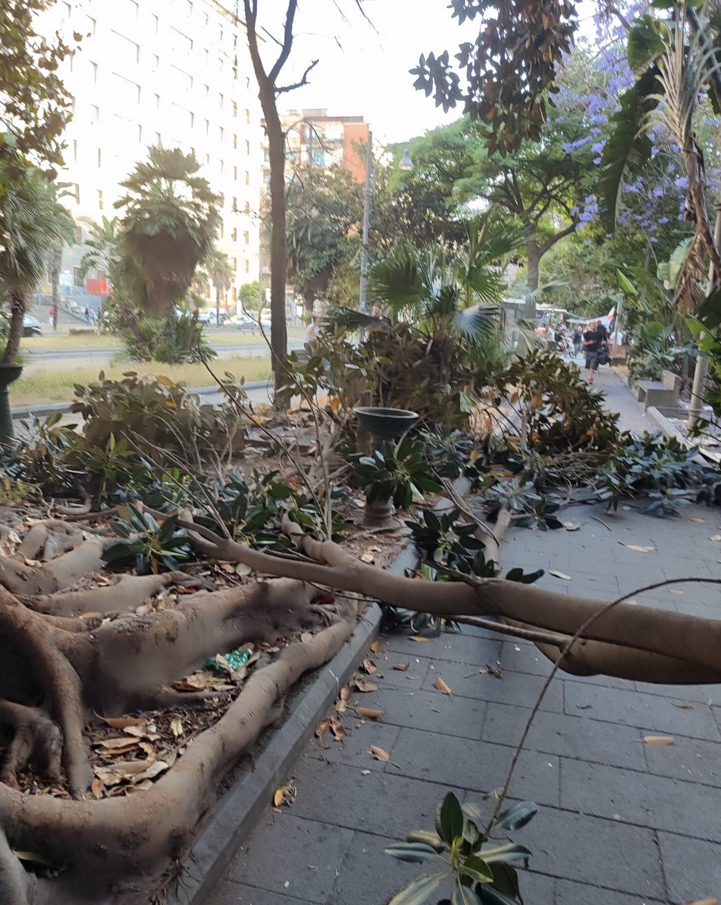 Grosso Albero Cade A Piazza Ca
