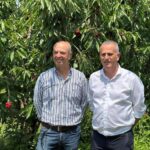 Il Gruppo Alegra E Agrintesa Garantiscono Una Buona Disponibilità Di Ciliegie Di Qualità Nonostante La Stagione Difficile