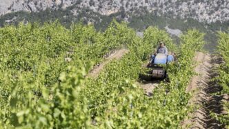 Il Gruppo Italiano Vini Acquis