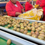 Il Kiwi Rosso Exotic Red Di Jingold Si Espande Sull’emisfero Sud Con Produzione E Distribuzione Estiva