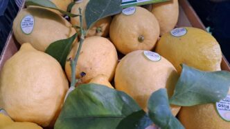 Il Limone Della Costiera Amalf