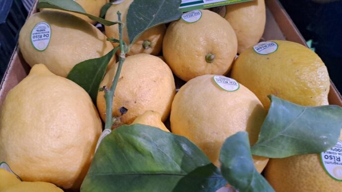 Il Limone Della Costiera Amalf