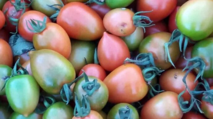 Il Pomodoro Buttiglieddru Di L