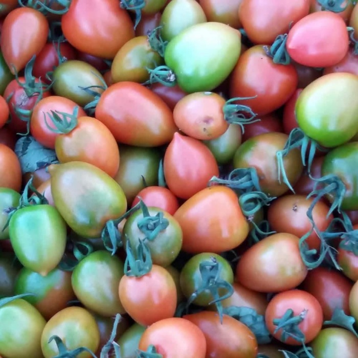 Il Pomodoro Buttiglieddru Di L