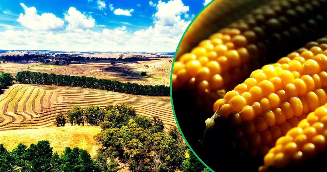 Il Settore Agroalimentare In P