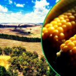Il Settore Agroalimentare In Piemonte Cresce Nonostante La Crisi Globale E Punta Su Innovazione E Territorio