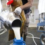 Il Veneto Terza Regione Italiana Per Produzione Di Latte Vaccino, Vicenza Guida La Classifica Regionale