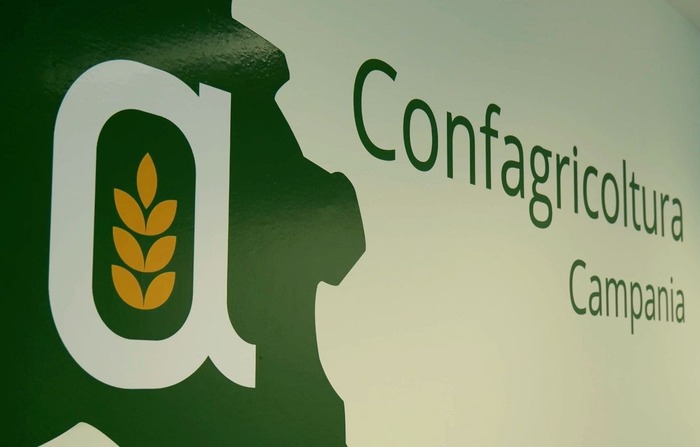 Incertezza Sul Futuro Del Cons