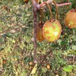 Kiwileather Innovations: La Nuova Pelle Vegetale Nata Dagli Scarti Di Kiwi In Nuova Zelanda