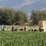 L’abruzzo Vieta Il Lavoro Al Sole Nelle Ore Più Calde Fino Al 31 Agosto 2025 Per Agricoltura E Edilizia