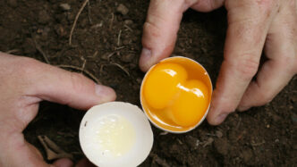 Le28099Aviaria Colpisce Le Galline
