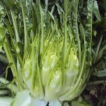 La Cicoria Puntarelle Molfettese Verso Il Riconoscimento Igp: Valore Economico E Territorio Coinvolti