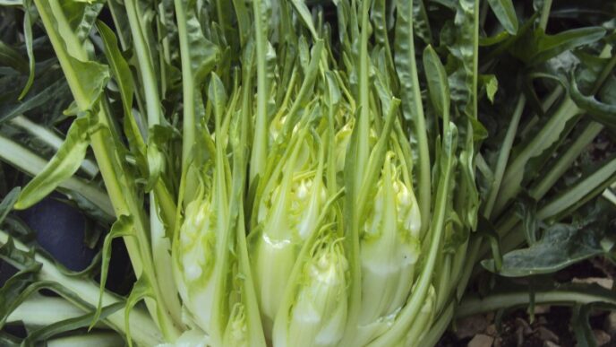 La Cicoria Puntarelle Molfette