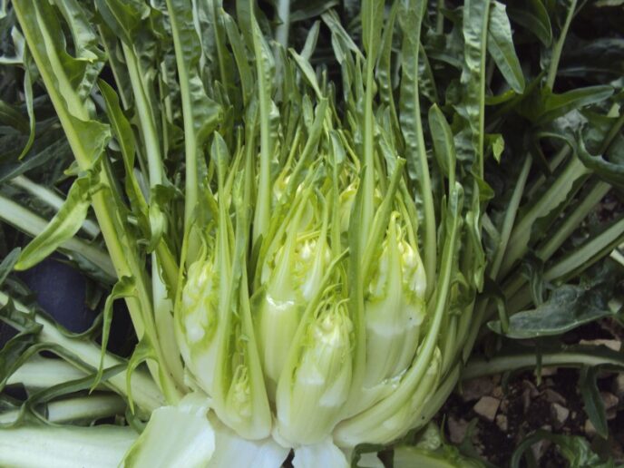 La Cicoria Puntarelle Molfette