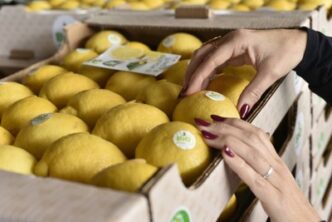 Limone Verdello Di Siracusa3A S