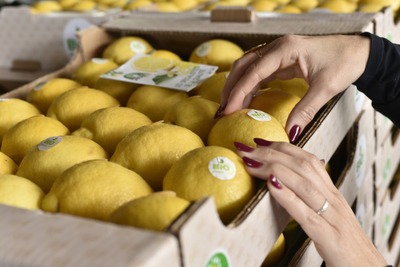 Limone Verdello Di Siracusa3A S