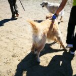 Lite Scoppiata Per Un Cane Sulla Spiaggia Di Lago A Castellabate, Un Uomo Finisce In Ospedale