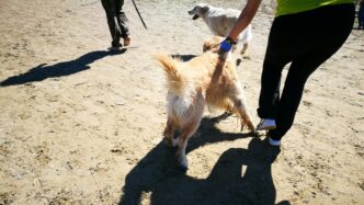 Lite Scoppiata Per Un Cane Sul