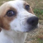 Masha E Leone Cercano Casa Definitiva: Due Animali Dolci In Cerca Di Adozioni Responsabili