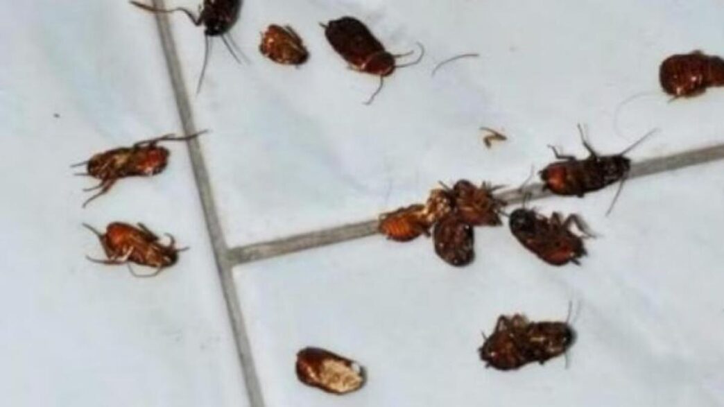 Massiccia Presenza Di Blatte V