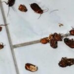 Massiccia Presenza Di Blatte Volanti Di Colore Rosso In Alcune Zone Di Roma Scatena Preoccupazioni