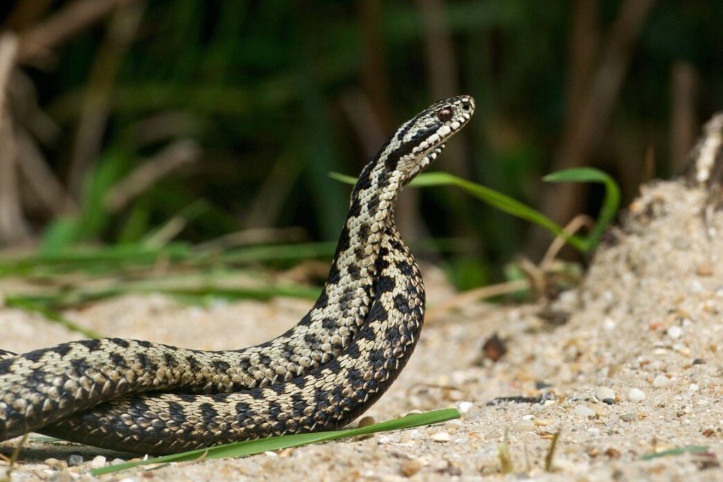 Morso Di Vipera In Trentino3A C