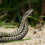 Morso Di Vipera In Trentino: Consigli Pratici Per Il Soccorso E Interventi Da Evitare