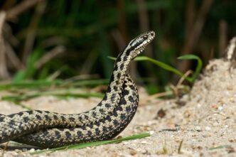Morso Di Vipera In Trentino3A C