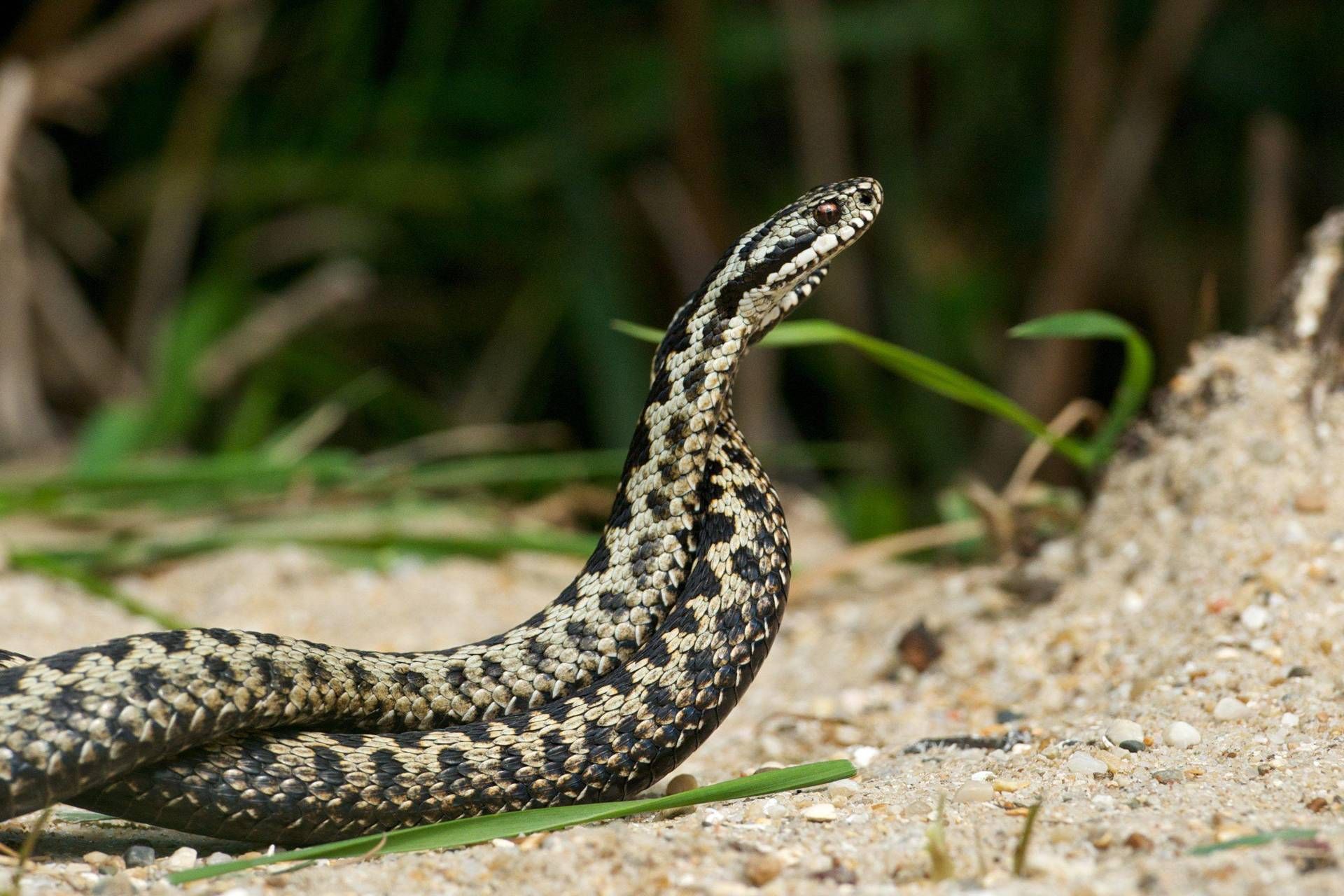 Allarme Di Morso Per Pesca Wireless Hirisi S5 - Con Borsa Trasporto - Foto 3