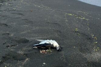 Morti Di Berta Minore Sulle Sp