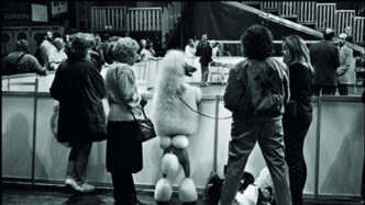 Mostra Elliott Erwitt A Palazz