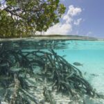 Nuove Attestazioni Unesco Per L’atollo Di Aldabra Nelle Seychelles: Un Tesoro Marino Senza Pari
