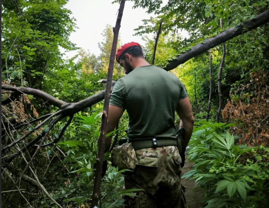 Nuovo Colpo Ai Narcos Dei Mont