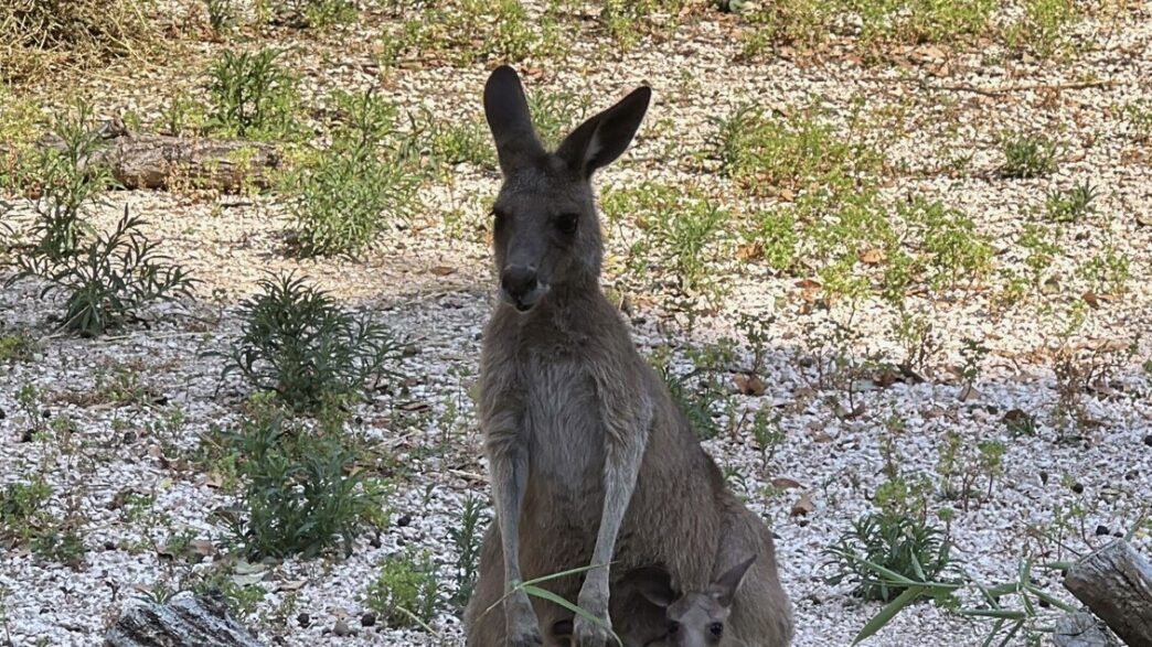 Nuovo Cucciolo Di Canguro Grig