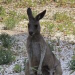 Nuovo Cucciolo Di Canguro Grigio Orientale Al Parco Zoo Falconara Attira L’attenzione Dei Visitatori