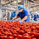 Open Day Di Conserve Italia A Ravarino Per Reclutare Lavoratori Stagionali Nella Campagna Pomodoro 2025