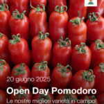 Open Day Sul Pomodoro A Fondi Presenta Nuove Varietà Resistenti A Malattie Principali