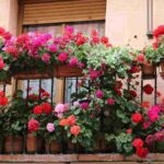 Non Buttarle, Sono Il Trucco Green Per Piante Super Felici: Il Rimedio Naturale Per Rendere Il Tuo Balcone Il Più Verde Del Quartiere