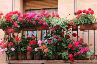 Piante Balcone Bucce Di Limone