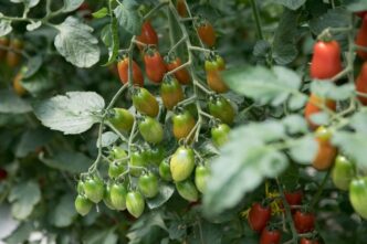 Pomodoro Pugliese Stabile Nell