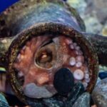Posizionamento Di Anfore Nel Mar Ligure Per Favorire Il Ripopolamento Di Polpi E Habitat Marini