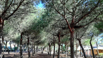 Potenziare Il Verde Urbano Per