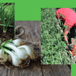 Presentazione Dei Risultati Del Progetto Tankage Per Un’agricoltura Sostenibile In Campania