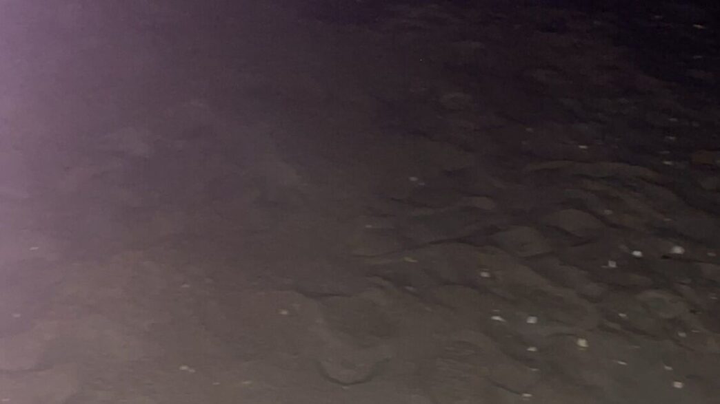 Prima Deposizione Di Uova Di T