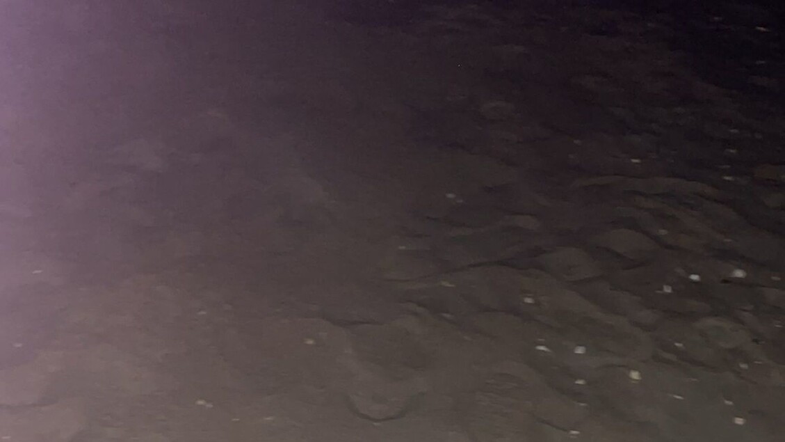 Prima Deposizione Di Uova Di T