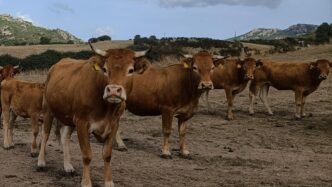 Primo Caso Di Dermatite Nodula