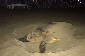 Primo Nido Di Caretta Caretta