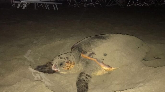 Primo Nido Di Caretta Caretta